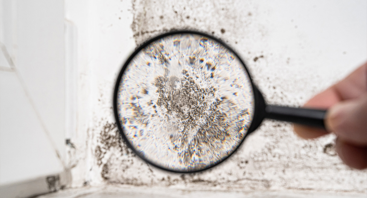 The Hidden Dangers of Mold on Your Health and Property